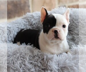 Faux Frenchbo Bulldog Puppy for sale in NARVON, PA, USA