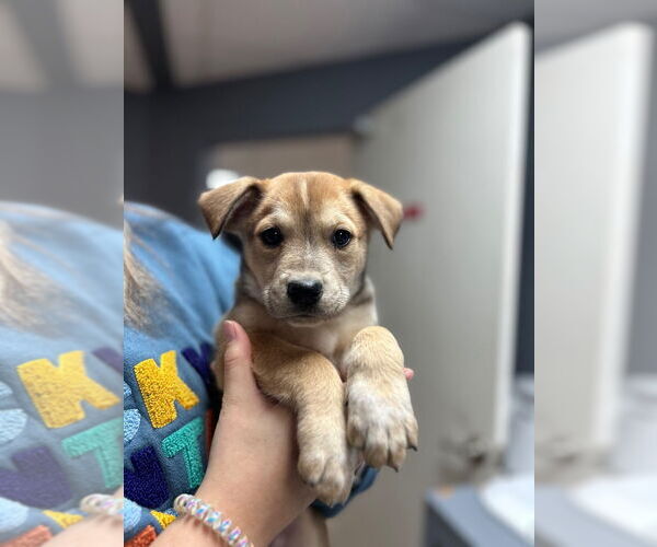 Medium Photo #2 Labrador Retriever-Unknown Mix Puppy For Sale in Claremore, OK, USA