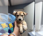 Small #1 Labrador Retriever Mix