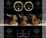 Small #1 Dachshund