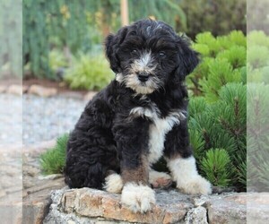 Miniature Australian Shepherd-Poodle (Standard) Mix Puppy for sale in BLAIN, PA, USA