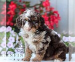 Small #2 Bernedoodle (Miniature)