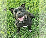 Small Photo #1 Staffordshire Bull Terrier Puppy For Sale in HOUSTON, TX, USA
