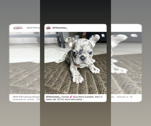 French Bulldog Puppy for sale in SEVERN, MD, USA