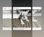Small Photo #1 French Bulldog Puppy For Sale in SEVERN, MD, USA