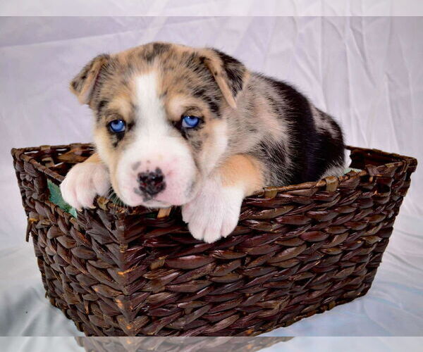 Medium Photo #6 Siberian Husky-Unknown Mix Puppy For Sale in Gretna, NE, USA