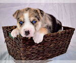 Small #5 Siberian Husky Mix