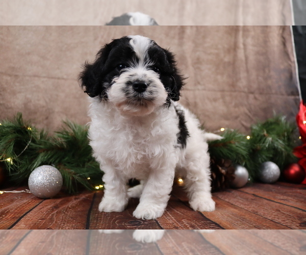 Medium Photo #2 Cavapoo (Toy) Puppy For Sale in WEST SALEM, OH, USA