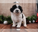 Small #1 Cavapoo (Toy)