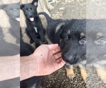 Small #1 German Shepherd Dog