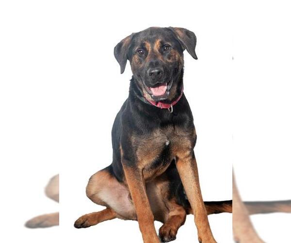 Medium Photo #7 Rottweiler-Unknown Mix Puppy For Sale in Vaughan, Ontario, Canada