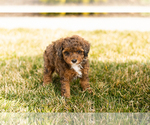 Small Photo #8 Poodle (Miniature) Puppy For Sale in MILLERSBURG, IN, USA