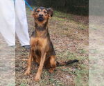 Small #3 American Pit Bull Terrier Mix