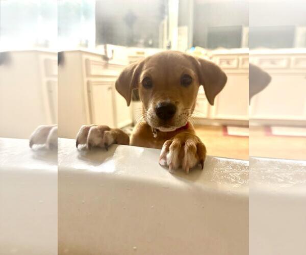 Medium Photo #1 Labrador Retriever-Unknown Mix Puppy For Sale in The Woodlands, TX, USA