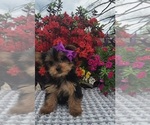 Small #3 Yorkshire Terrier