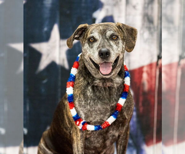 Medium Photo #20 Catahoula Leopard Dog-Unknown Mix Puppy For Sale in Rootstown, OH, USA