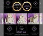 Small Photo #74 Maltipoo (Toy) Puppy For Sale in WARSAW, IN, USA