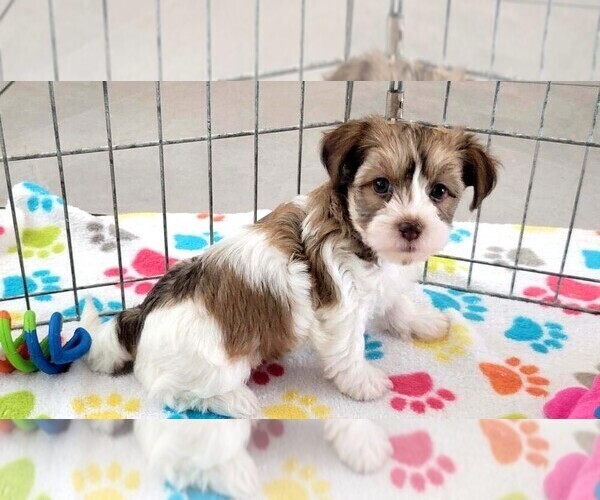Medium Photo #1 Havashire Puppy For Sale in ORO VALLEY, AZ, USA