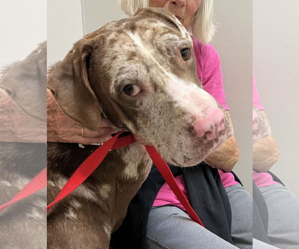 Medium Photo #1 Catahoula Leopard Dog-Unknown Mix Puppy For Sale in Rural Hall, NC, USA