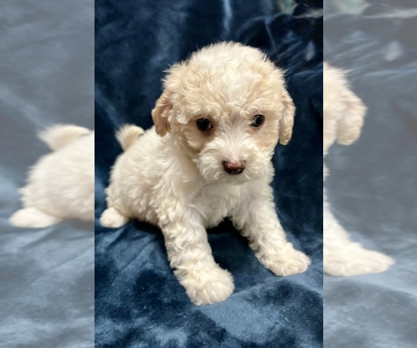 Medium Photo #3 Poodle (Miniature) Puppy For Sale in FAIR HAVEN, MI, USA