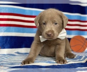 Labrador Retriever Puppy for sale in LANCASTER, PA, USA