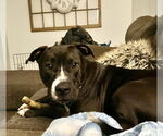 Small Photo #4 American Staffordshire Terrier-Unknown Mix Puppy For Sale in HOUSTON, TX, USA