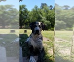 Small Photo #3 Great Dane Puppy For Sale in RAEFORD, NC, USA
