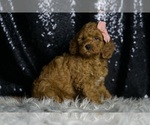 Small #5 Goldendoodle (Miniature)