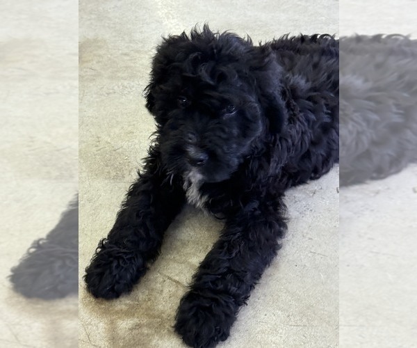 Medium Photo #2 Bernedoodle Puppy For Sale in BROWNSTOWN, IN, USA