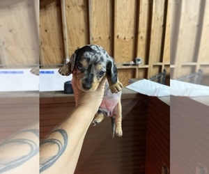 Dachshund Puppy for sale in WHITE OAK, GA, USA