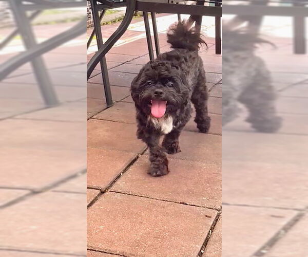 Medium Photo #3 Shih Tzu Puppy For Sale in Weston, FL, USA