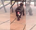 Small #2 Shih Tzu