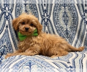Cavapoo Puppy for sale in LAKELAND, FL, USA
