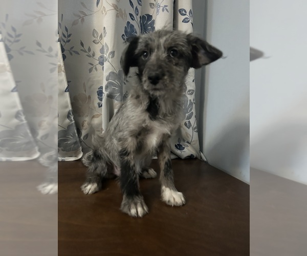 Medium Photo #5 Cockapoo (Miniature) Puppy For Sale in DURHAM, CT, USA