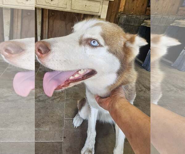 Medium Photo #3 Siberian Husky Puppy For Sale in Severn, MD, USA