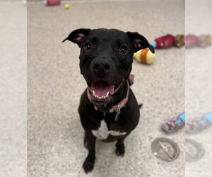 Mutt Dogs for adoption in Brighton, CO, USA