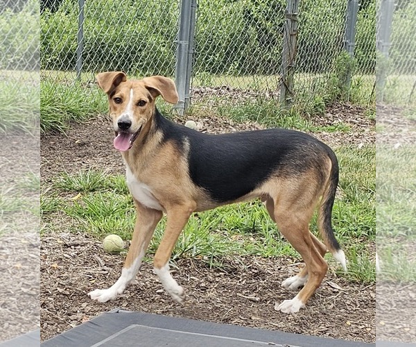 Medium Photo #5 Beagle-Unknown Mix Puppy For Sale in Bloomingdale, NJ, USA