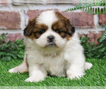 Small #3 Shih Tzu