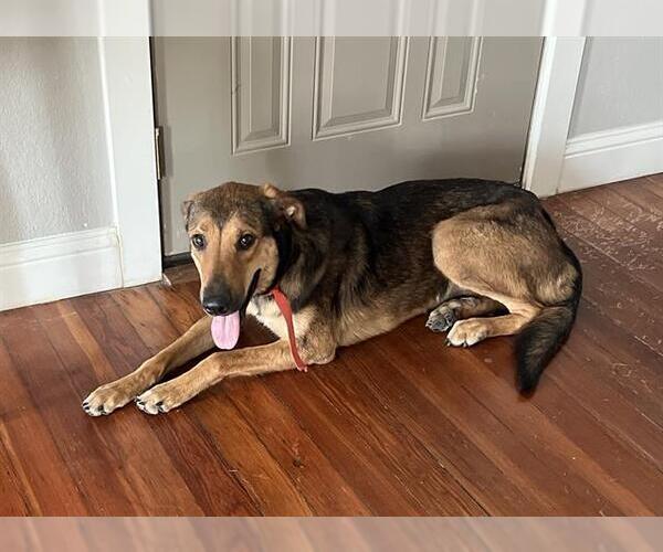 Medium Photo #1 German Shepherd Dog-Unknown Mix Puppy For Sale in San Antonio, TX, USA