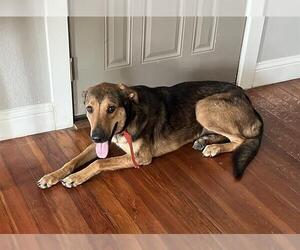 German Shepherd Dog-Unknown Mix Dogs for adoption in San Antonio, TX, USA