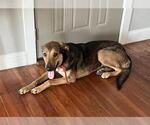 Small German Shepherd Dog Mix