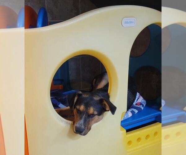 Medium Photo #17 Mutt Puppy For Sale in Highland, IL, USA