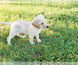 Labrador Retriever Puppy for sale in PRIEST RIVER, ID, USA