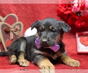German Shepherd Dog Puppy for sale in LANCASTER, PA, USA