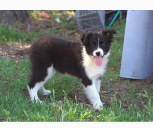 Medium Australian Shepherd