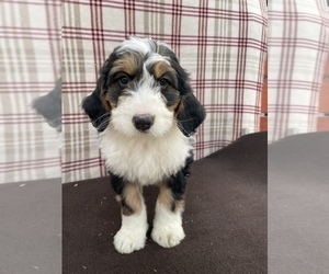 Bernedoodle Puppy for sale in DUNDEE, OH, USA