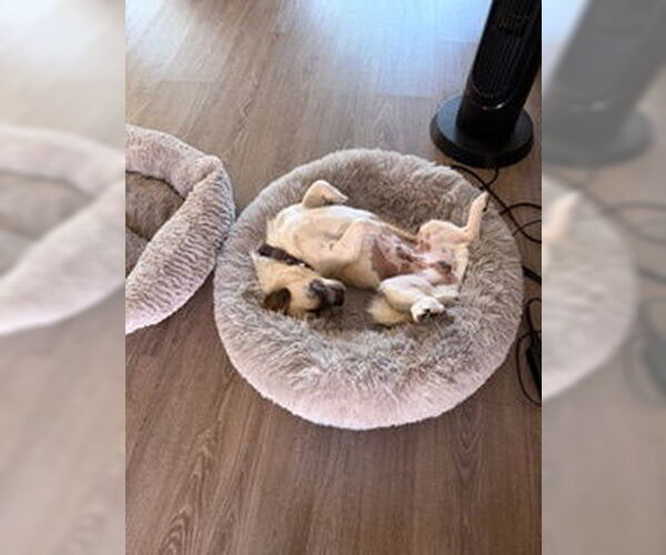 Medium Photo #6 Pug-Unknown Mix Puppy For Sale in San Diego, CA, USA