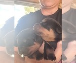 Small Photo #2 Rottweiler Puppy For Sale in EUSTIS, FL, USA