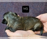 Small Photo #7 Shih Tzu Puppy For Sale in MANES, MO, USA