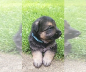 German Shepherd Dog Puppy for sale in MONTGOMERY, MA, USA